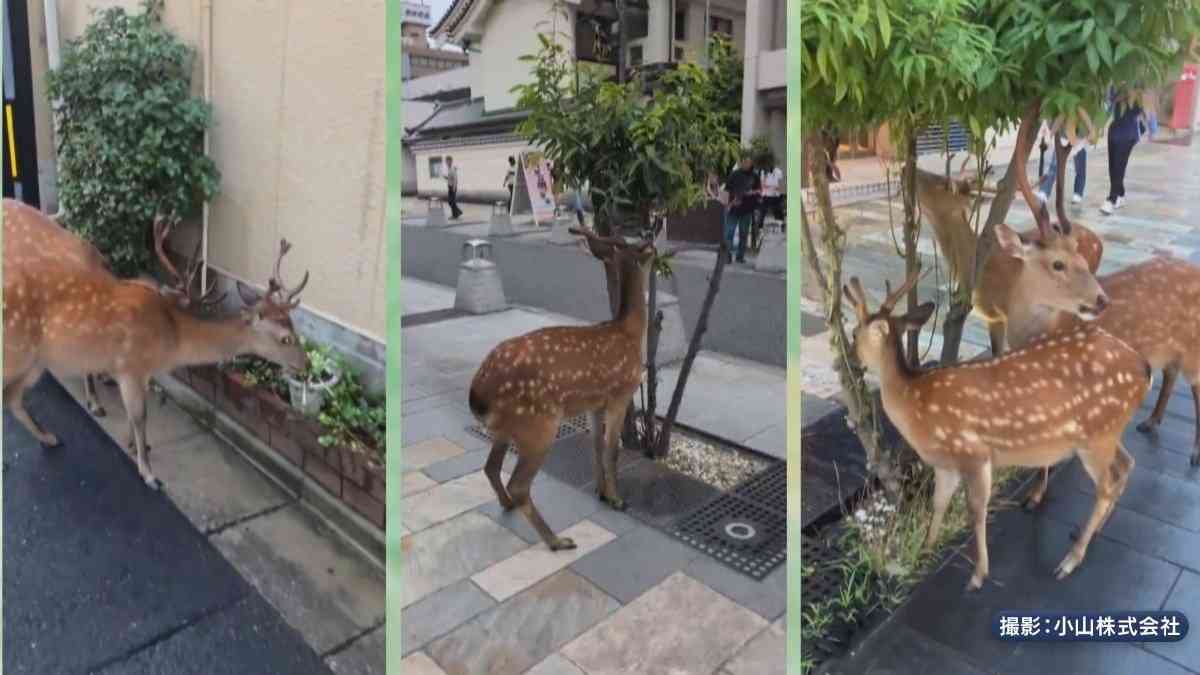 “奈良のシカ”が街中に　植え込みパクリ　“ミニ奈良公園化”も