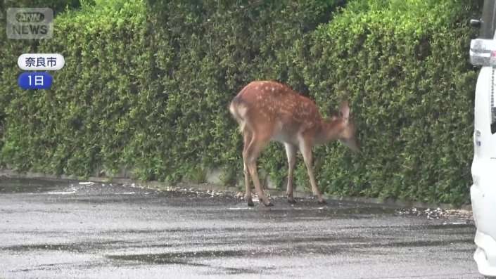 “奈良のシカ”が街中に　植え込みパクリ　“ミニ奈良公園化”も