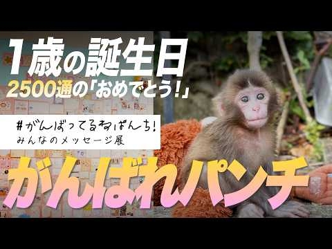 パンチ1歳記念「#がんばってるねパンチ！」みんなのメッセージ展【公式】