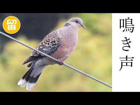 キジバトの鳴き声