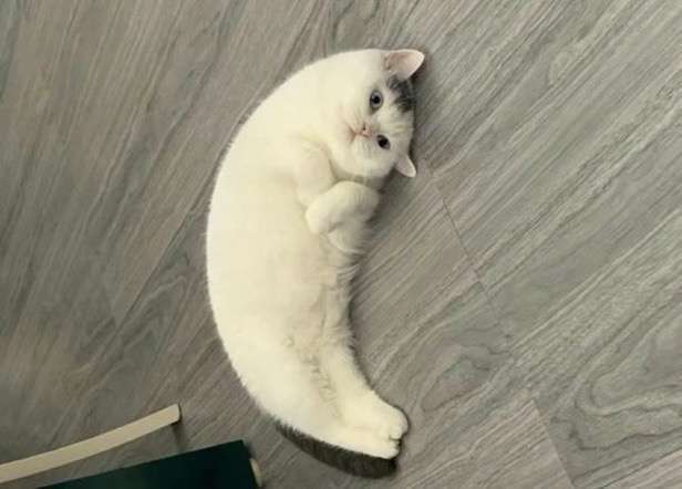 「アザラシみたいな猫」が想像以上だった。「にゃざらし」「ネコ辞めたのか？」と大反響