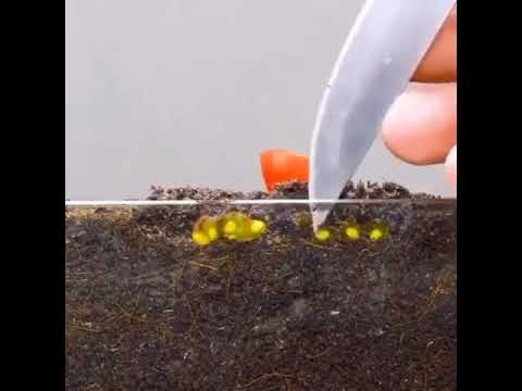 植物の種から成長するまでタイムラプス