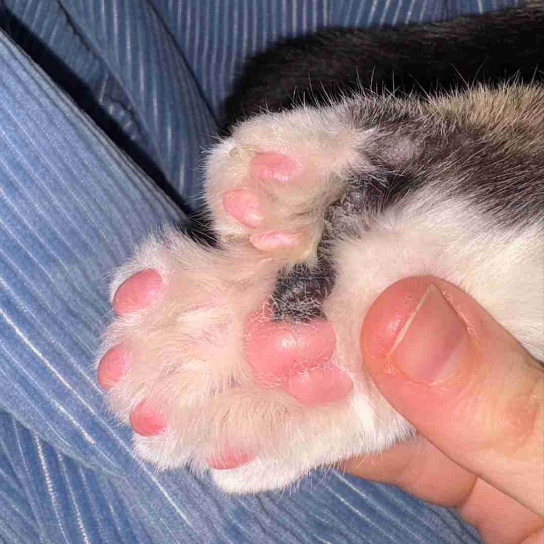 「28本の足の指」を持つ子猫、ぷにぷにすぎる圧巻の肉球に「信じられない」と反響。ギネス世界記録にも並ぶ【アメリカ】