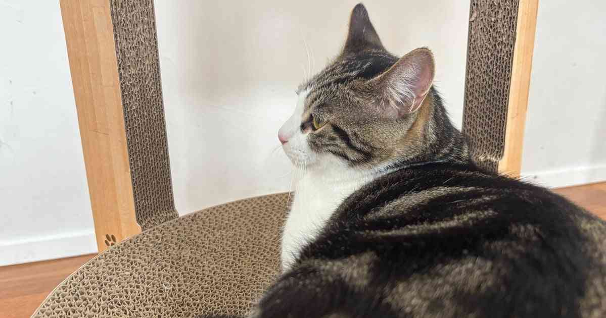 「28本の足の指」を持つ子猫、ぷにぷにすぎる圧巻の肉球に「信じられない」と反響。ギネス世界記録にも並ぶ【アメリカ】 | ハフポスト WORLD