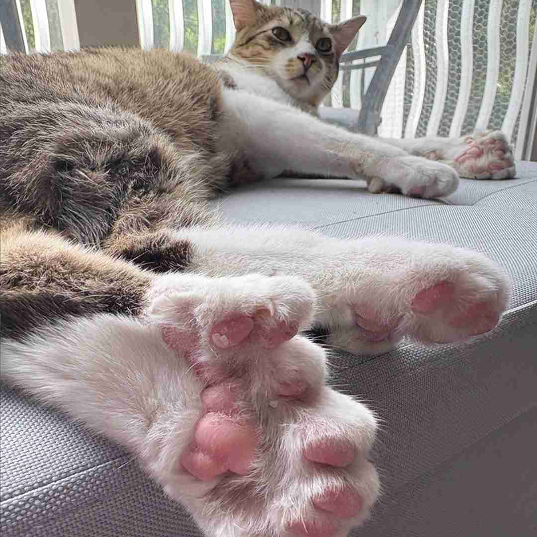 「28本の足の指」を持つ子猫、ぷにぷにすぎる圧巻の肉球に「信じられない」と反響。ギネス世界記録にも並ぶ【アメリカ】