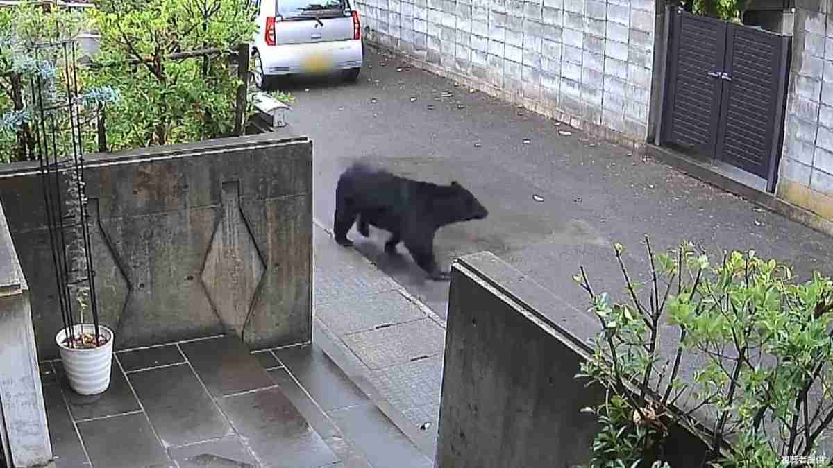 独自）クマ襲撃で眼球破裂「顔面かじられ…鶏軟骨食べる音」秋田ケガ被害“全員”証言