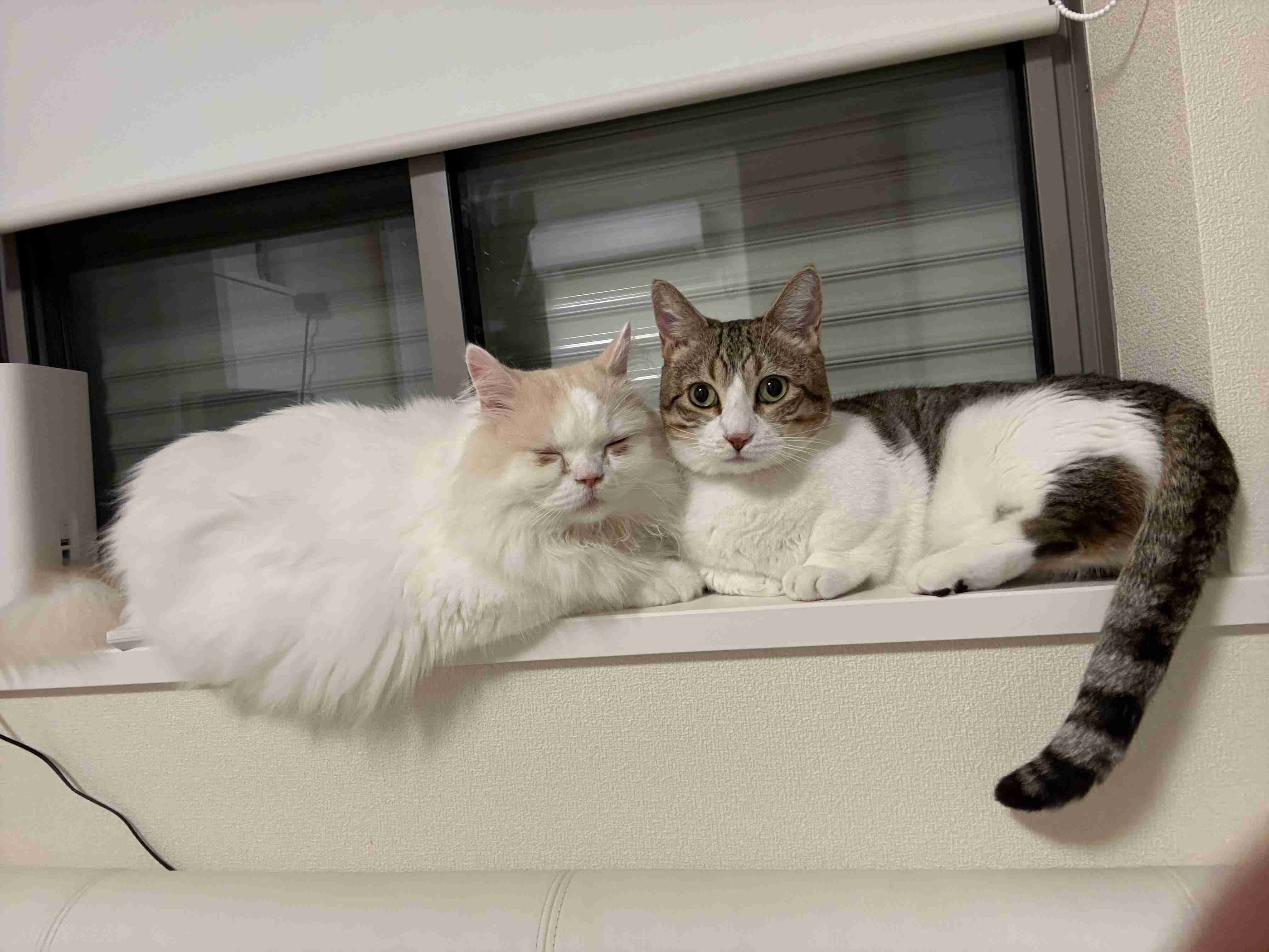 飼い猫に踏まれますか?
