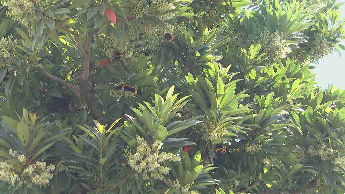 「黒いチョウ」大分市で大量発生…その正体とは　市は注意喚起、幼虫の駆除呼びかけ | TBS NEWS DIG (1ページ)