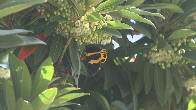 「黒いチョウ」大分市で大量発生…その正体とは　市は注意喚起、幼虫の駆除呼びかけ