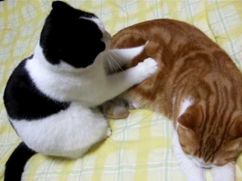 スコティッシュフォールド　もみもみ♪