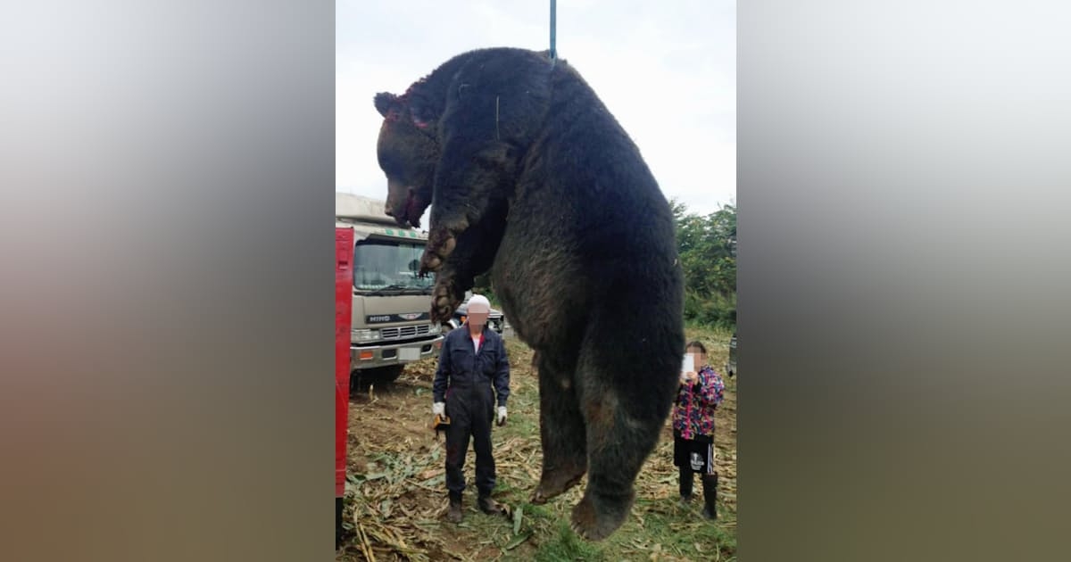 400キロのヒグマ現る　北海道・紋別、猟友会が射殺 - 日本経済新聞