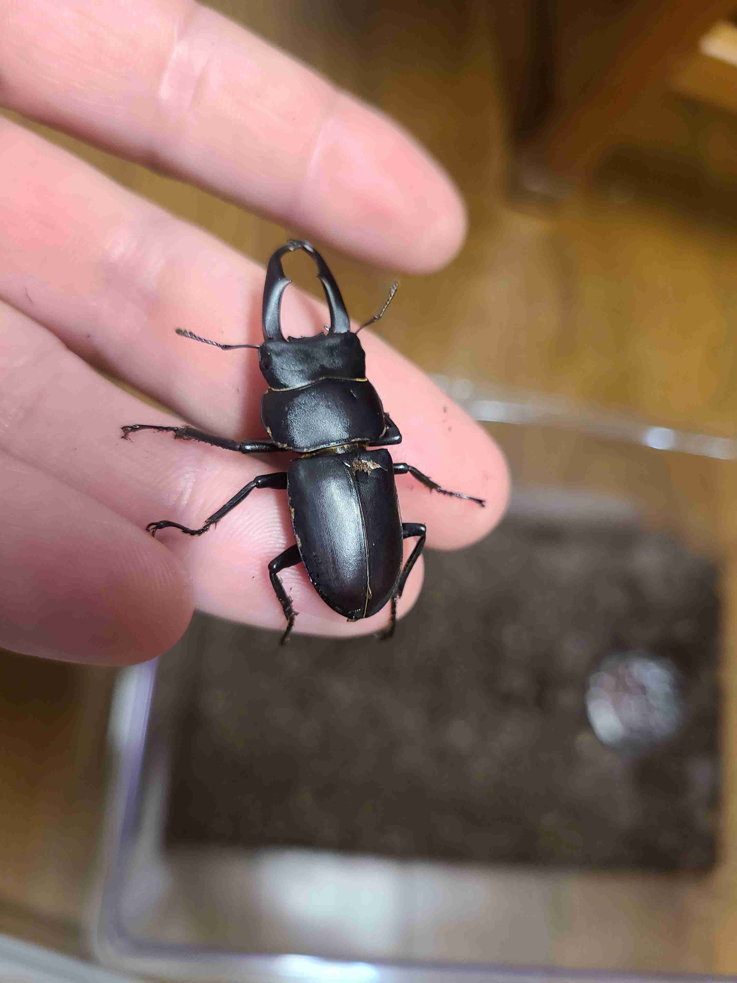 カブトムシ・クワガタムシを飼ったことがある人