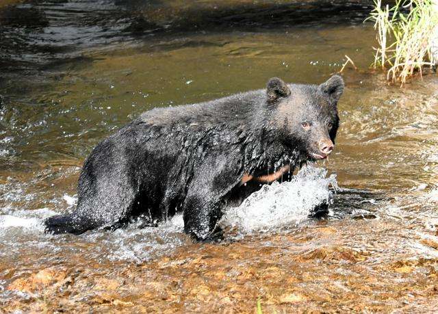 クマ対策もサクラの害虫防除も、実質外国人が負担　出国税の増税分（朝日新聞） - Yahoo!ニュース
