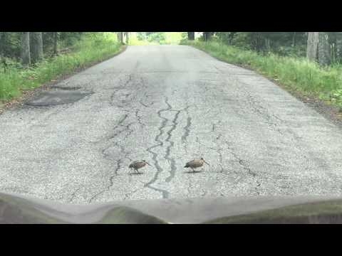 Woodcocks dancing across the road