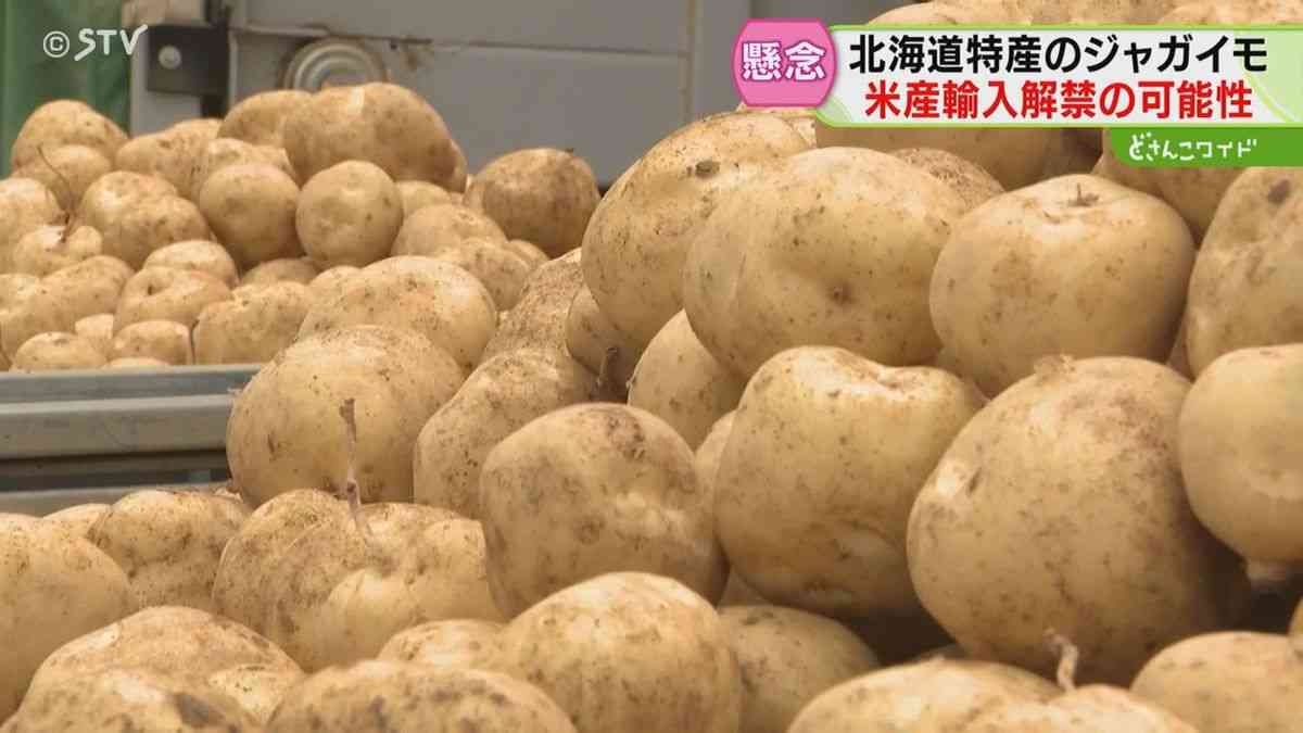 「豊作の年に輸入の話を…」 米国産ジャガイモに農家懸念　“解禁”をめぐる動きに関係者は　北海道