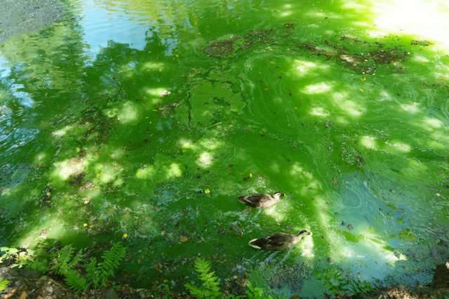 「モネの池」が抹茶のよう かいぼりで水質改善後にアオコ 影響は?