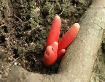【危険】猛毒を持っている生物といえば、何？（動物、昆虫、植物、細菌など）　PART3