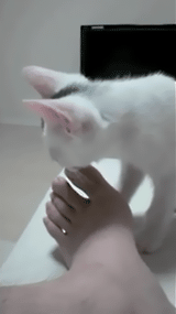 飼い主の手にじゃれていた猫、自分から指をパクリ→爪が当たって…思った以上に『被害者ヅラする光景』が765万再生「想像の倍w」「顔ww」