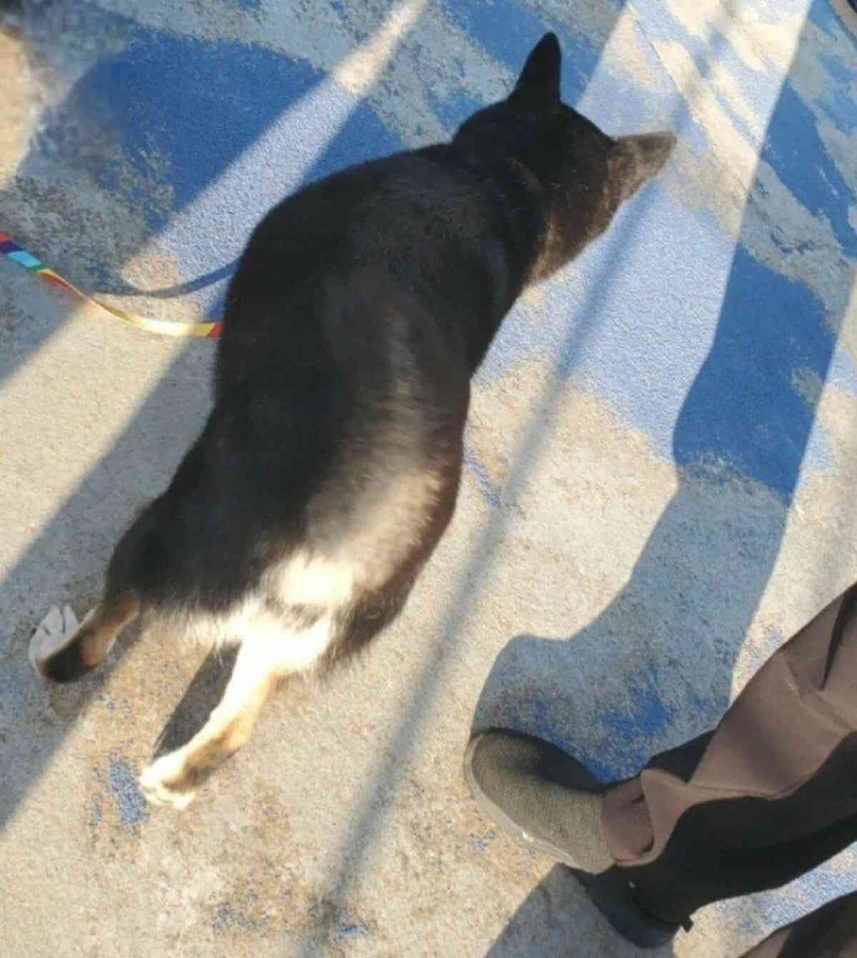 海に転落した柴犬　漂流の末、約26時間後5km先の島で無事発見! 飼い主と涙の再会 SNSの拡散が奏功【愛媛】 | 愛媛のニュース - Nスタえひめ｜あいテレビは6チャンネル (1ページ)