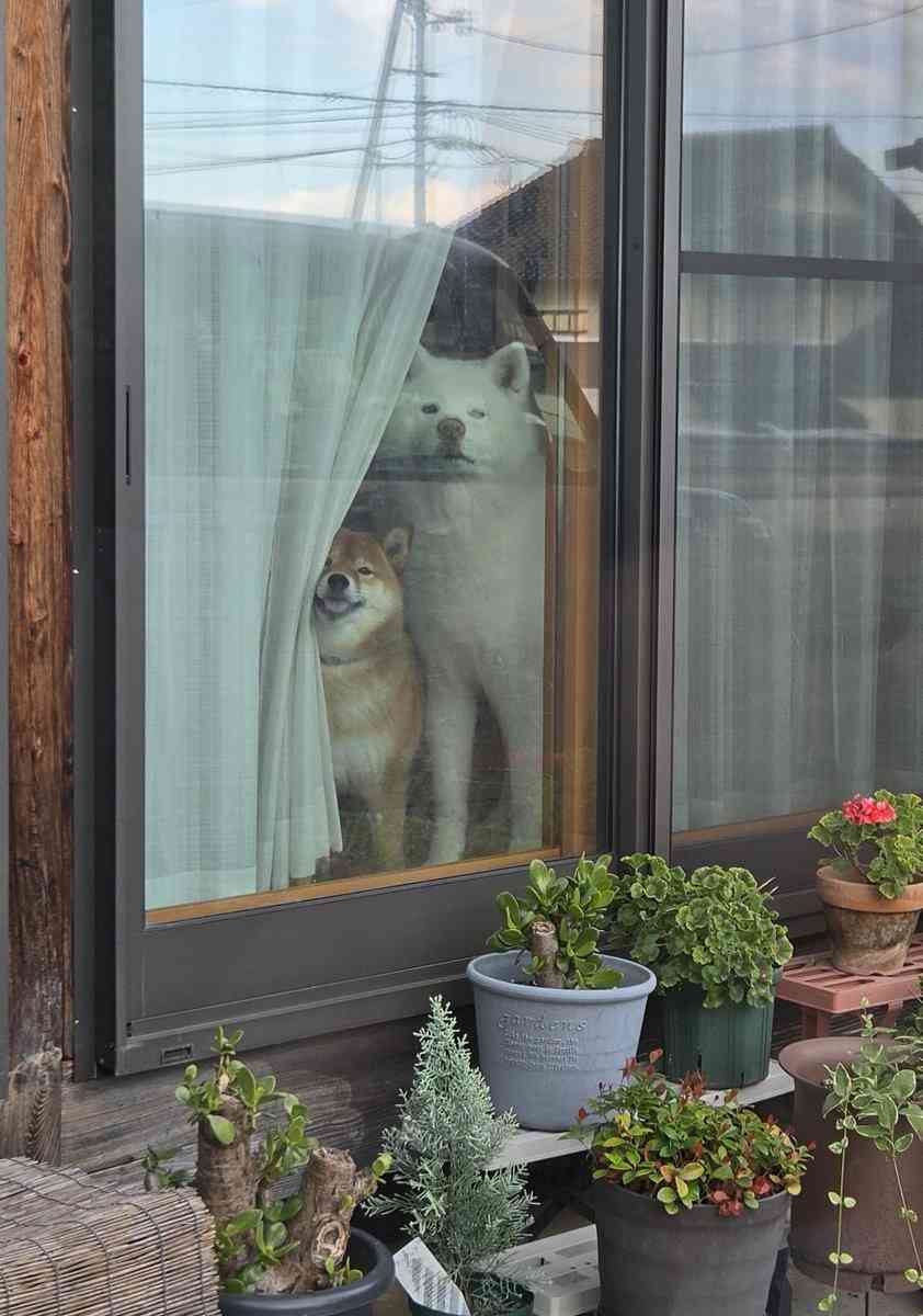 いつもは別々の場所→「今日はふたりで見てた」　秋田犬と柴犬のお出迎えに3.5万“いいね”