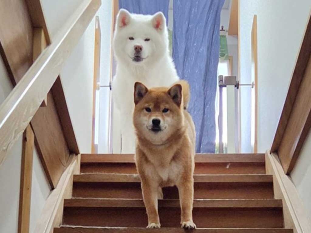 いつもは別々の場所→「今日はふたりで見てた」 秋田犬と柴犬のお出迎えに3.5万“いいね”