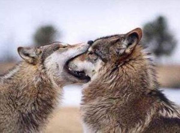 キスに相性ってある？