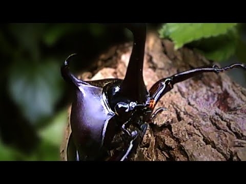 映画『アリのままでいたい』予告編
