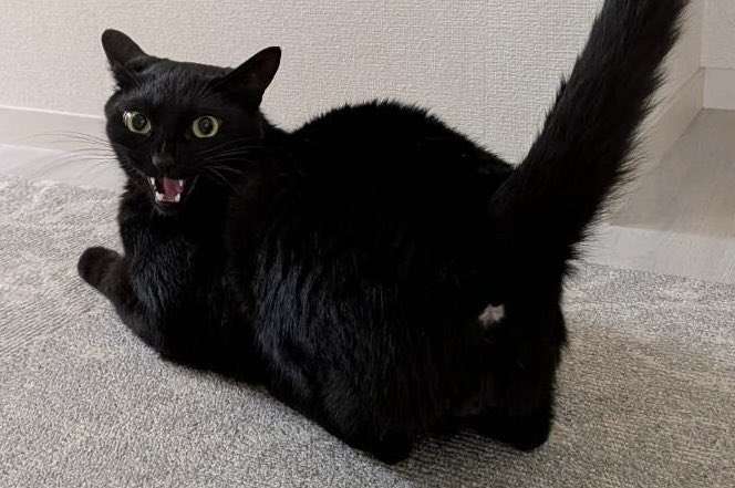 「シッターさんとお楽しみの姿」 留守番中に全力で遊ぶ黒ねこ 衝撃の表情に「最高すぎます!!」