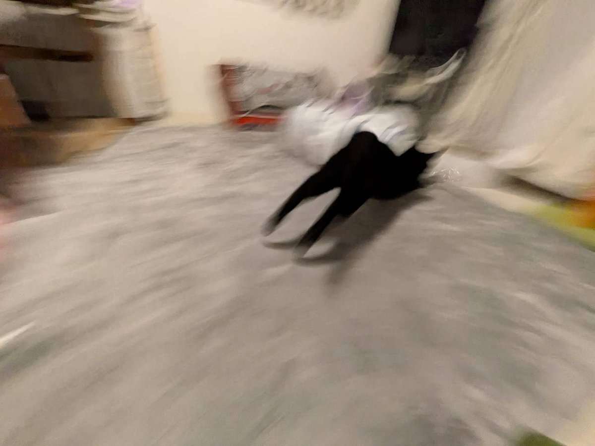 「シッターさんとお楽しみの姿」 留守番中に全力で遊ぶ黒ねこ 衝撃の表情に「最高すぎます!!」