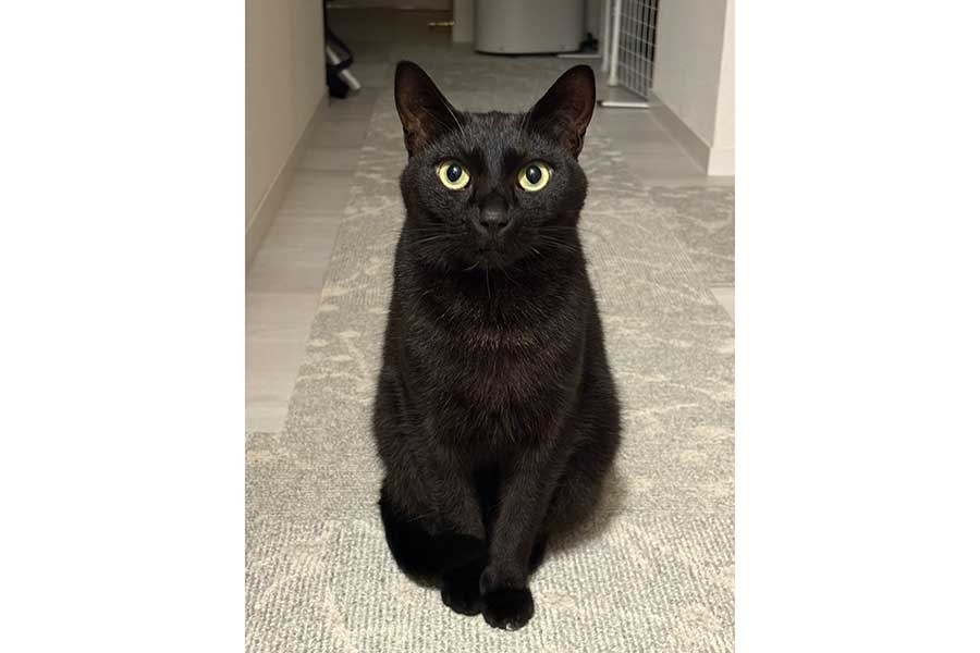 「シッターさんとお楽しみの姿」 留守番中に全力で遊ぶ黒ねこ 衝撃の表情に「最高すぎます!!」