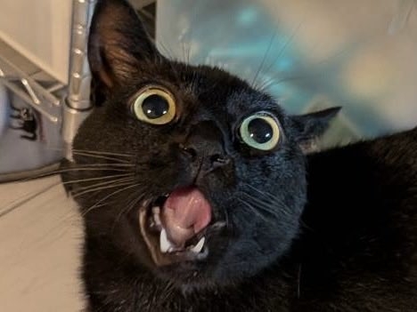 「シッターさんとお楽しみの姿」　留守番中に全力で遊ぶ黒ねこ　衝撃の表情に「最高すぎます!!」