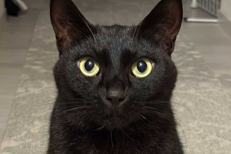 「シッターさんとお楽しみの姿」　留守番中に全力で遊ぶ黒ねこ　衝撃の表情に「最高すぎます!!」 | Hint-Pot