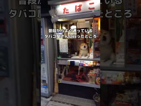 タバコ屋さんの看板犬をやっていた最後の年の柴犬。ひたすらキュウリを口に携えて忙しない。 #柴犬 #看板犬 #日本犬 #shorts