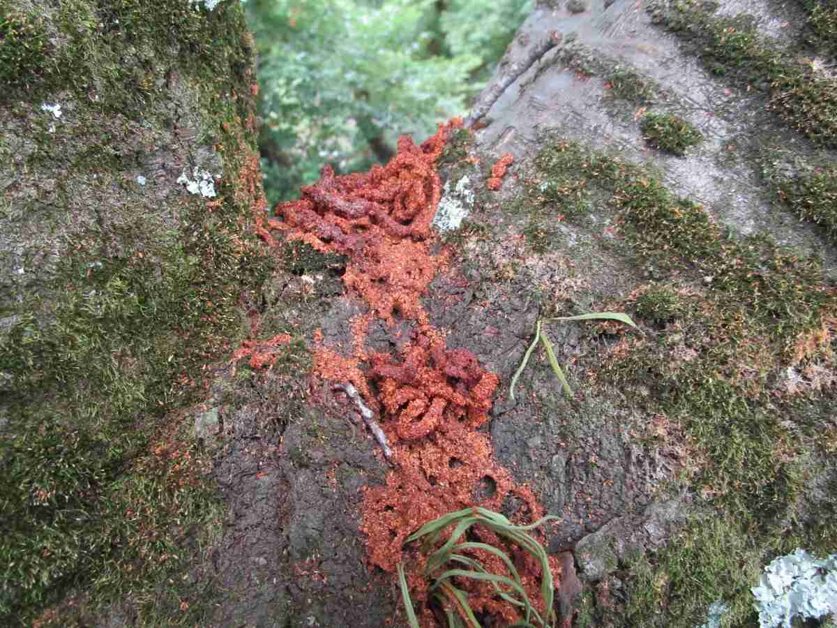 【画像注意】岡山県が注意喚起「見つけたら報告を」県内で初確認、サクラやモモを食い荒らす“外来生物”に「初めて知った」