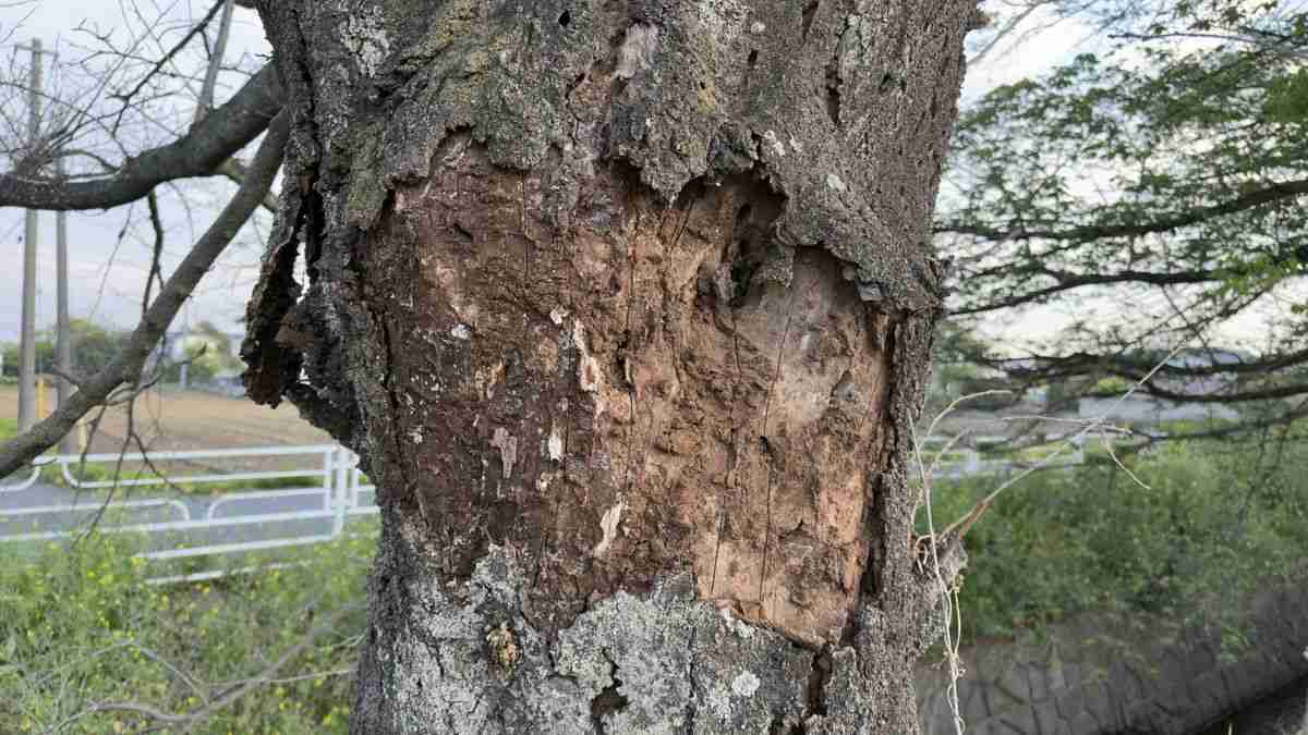 岡山県が注意喚起「見つけたら報告を」県内で初確認、サクラやモモを食い荒らす“外来生物”に「初めて知った」 | TRILL【トリル】