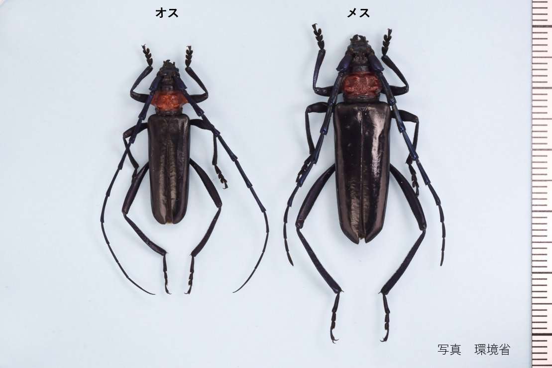 【画像注意】岡山県が注意喚起「見つけたら報告を」県内で初確認、サクラやモモを食い荒らす“外来生物”に「初めて知った」