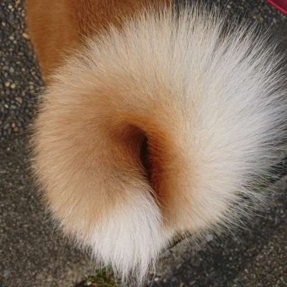 犬の好きな仕草