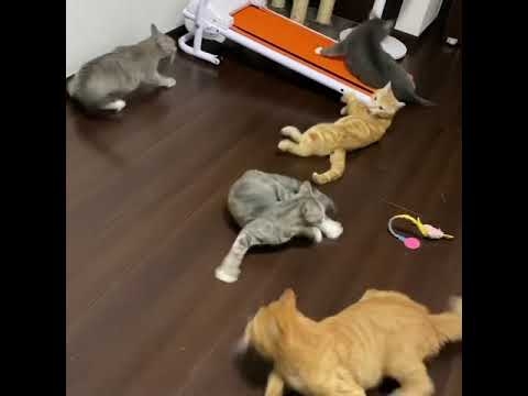 パパのくしゃみに驚く猫ファミリー