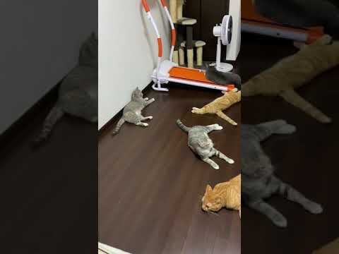 飼い主のクシャミに驚くねこファミリー