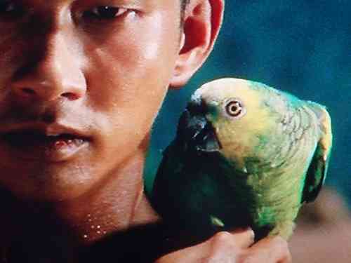 鳥の画像だけでどの作品か当てるトピ