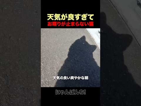 天気が良くておしゃべりになった猫ｗ