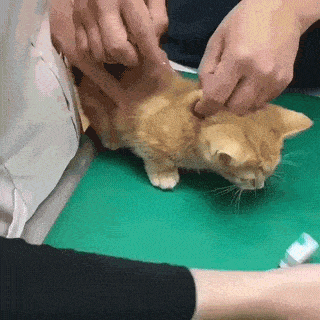 ずっと見ていられるGIF画像ください！part2