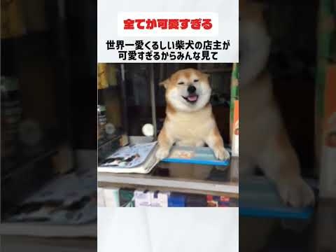 世界一愛くるしい柴犬のタバコ屋店番が可愛すぎると話題に#柴犬#ペット#わんこ#店主#タバコ屋#店番