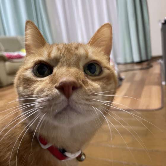 20才を超える長寿猫が生きる時代に? 超ハイシニア世代に必要なお世話を解説