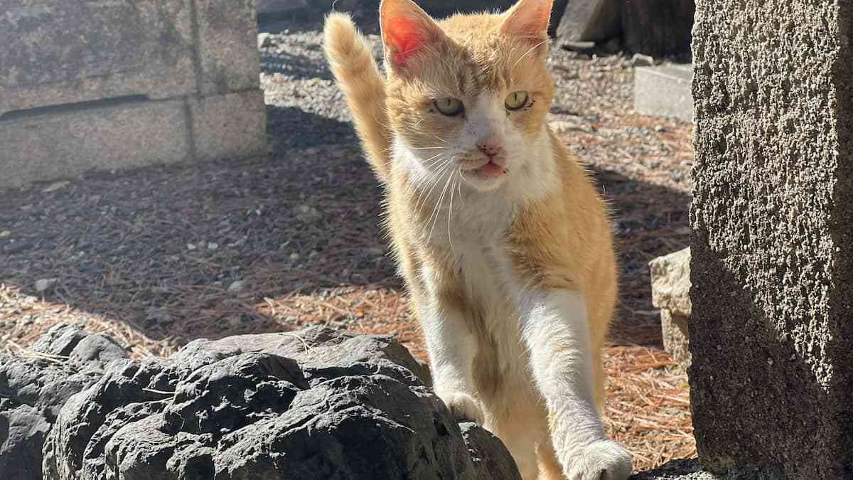 生態系対策にイエネコ追加　ネコは「愛護動物」か「狩猟鳥獣」か　見直しの動きも - 産経ニュース