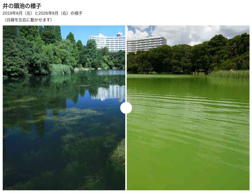 「モネの池」が抹茶のよう かいぼりで水質改善後にアオコ 影響は?