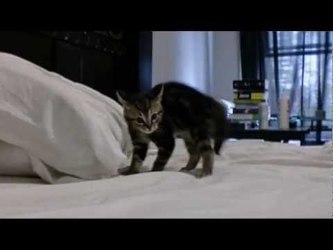 KITTEN CRAB WALK!
