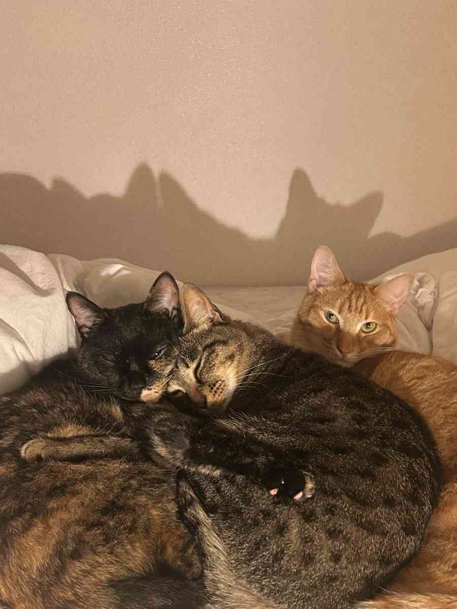 ソファで爆睡する3匹の愛猫⇨そっくりすぎる寝姿に「これはアンモニャイト」「おはぎ3個パック」の声