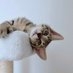 ごんねこ on X
