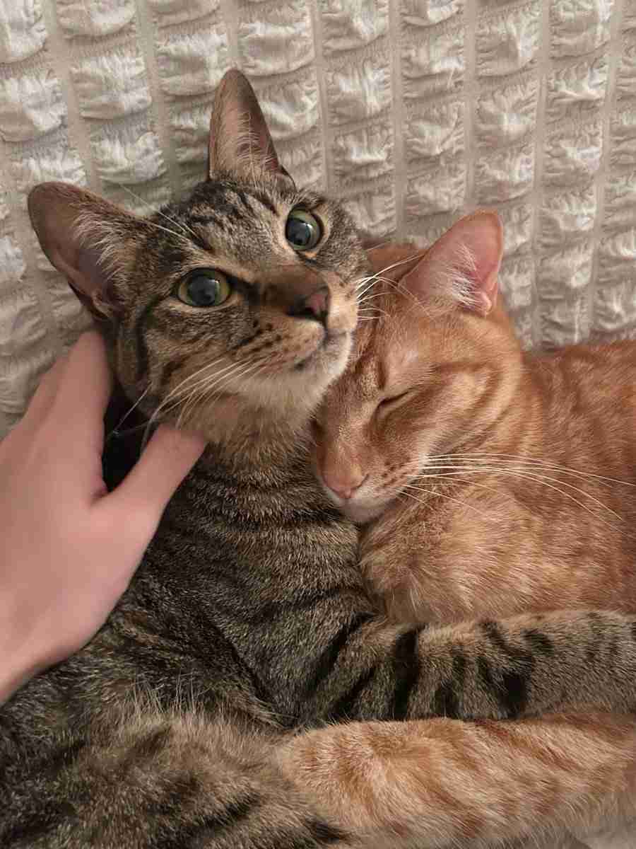 ソファで爆睡する3匹の愛猫⇨そっくりすぎる寝姿に「これはアンモニャイト」「おはぎ3個パック」の声